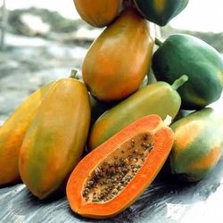 Papaya