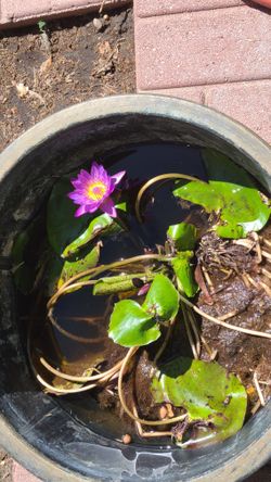 Waterlily Plant