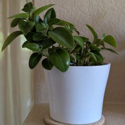 Healthy Beautiful Indoor Plant ( Pepsromia)