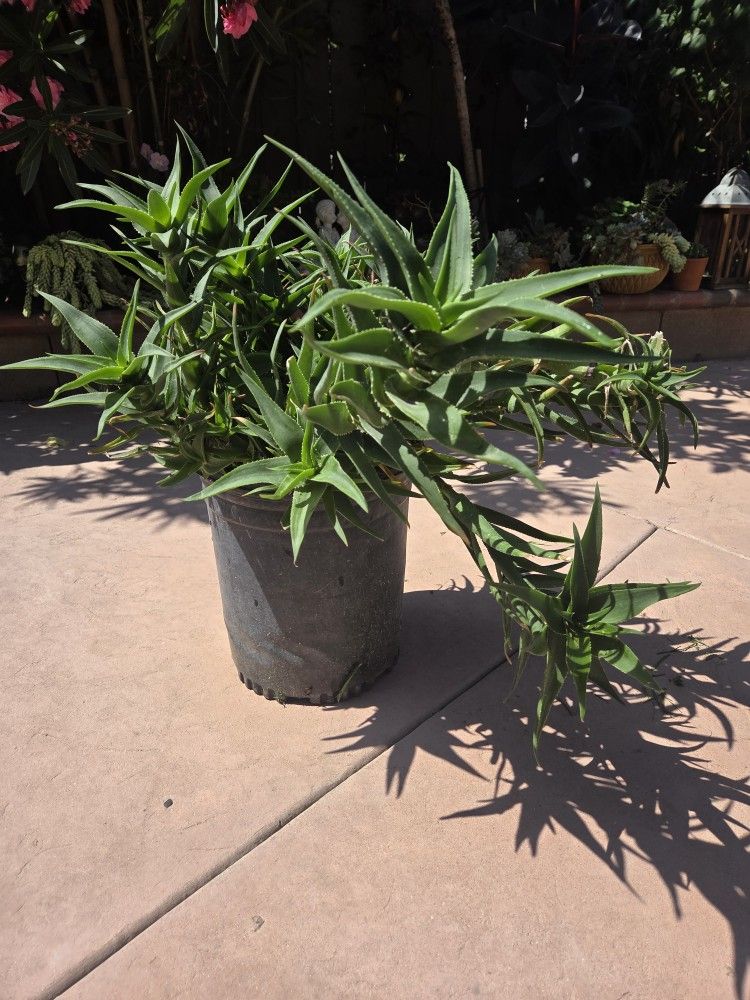 Suculent Plant