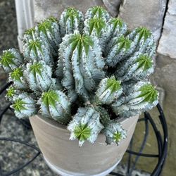 Cactus In Ceramic Pot