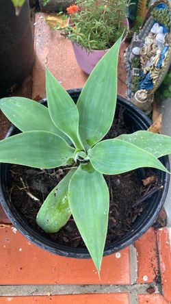 Plant