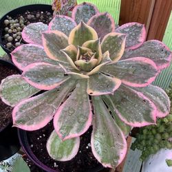 Aeonium Starts