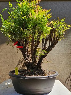 Old Nandina Domestica ( Nam thiên trúc ) Bonsai Tree