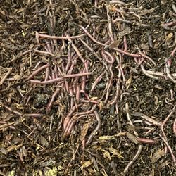 Compost Worms    Red Wigglers & African Nightcrawlers 
