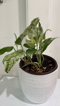 Epipremnum Pinnatum Marble Variegated Plant