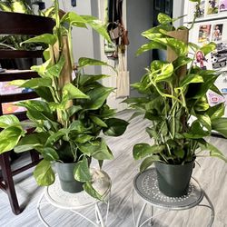Beautiful Indoor Plants 