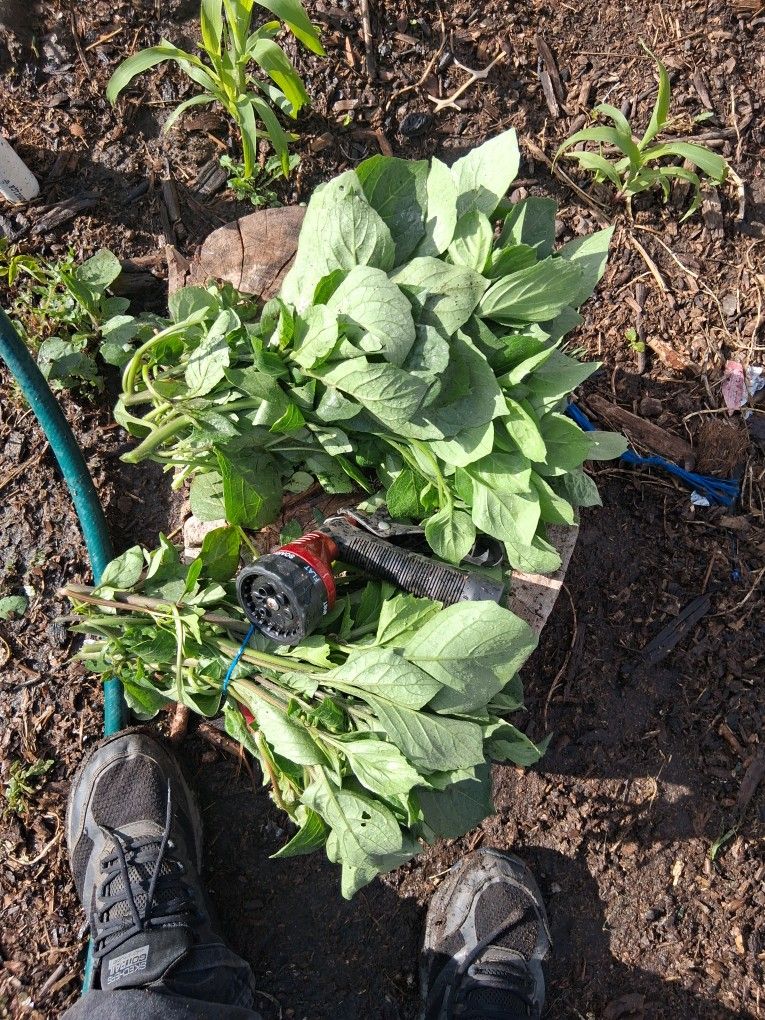 Yerba Mora