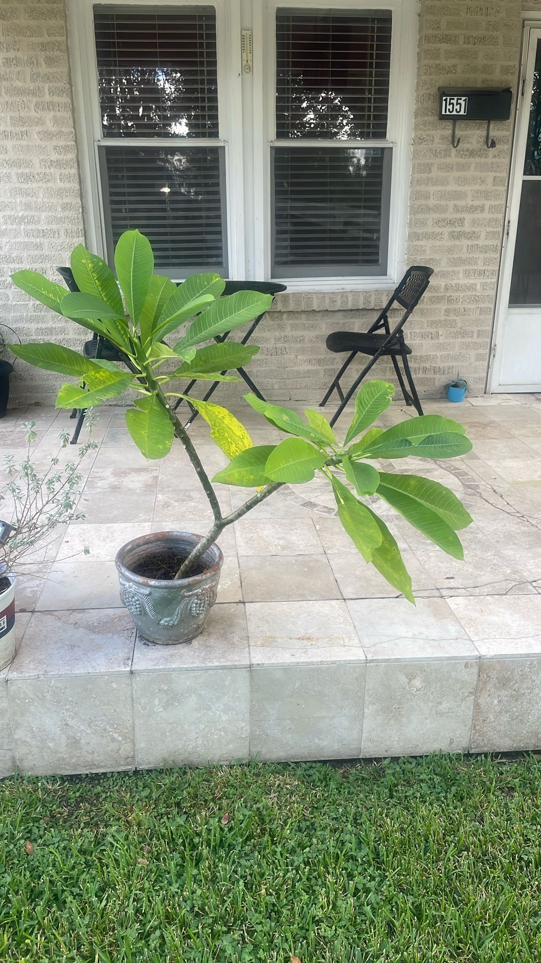 Plumeria Plant