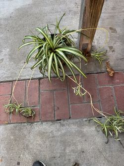 Japanese Sedge Grass