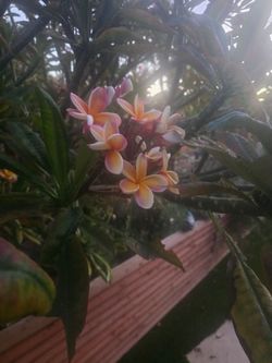 Rainbow plumeria stalk