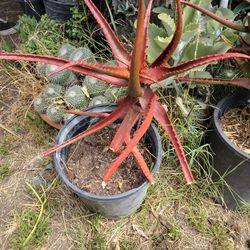 red aloe plant succulent