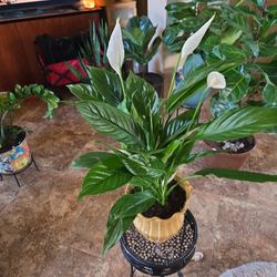 Live Peace Lilly Plant In New 8in Ceramic Pot