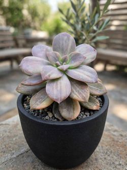 Variagated Superbum