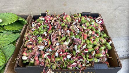 Guamiles / kamachiles