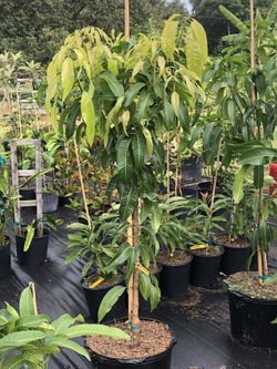 Mango Tree