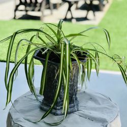 $7 Spider Plant