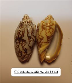 Ocean Shells post #2