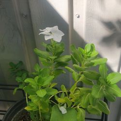 Vinca Plants 