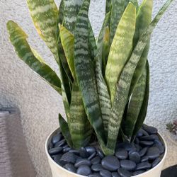 Snake Plant .