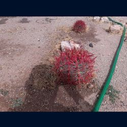 Cactus Fire Barrel 1 Large