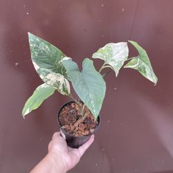 4” syngonium aurea