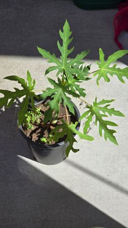 Papaya tree plants