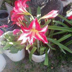 Amaryllis For Mother's Day