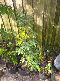 A star fruit carambola sugar apple