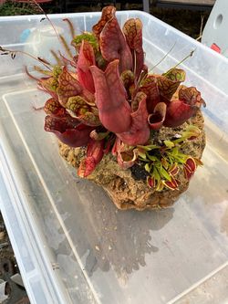 Carnivorous plant rock arrangement