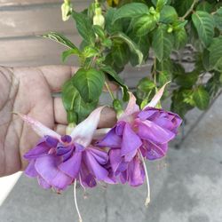 8” Fucshia Plant Big Flower