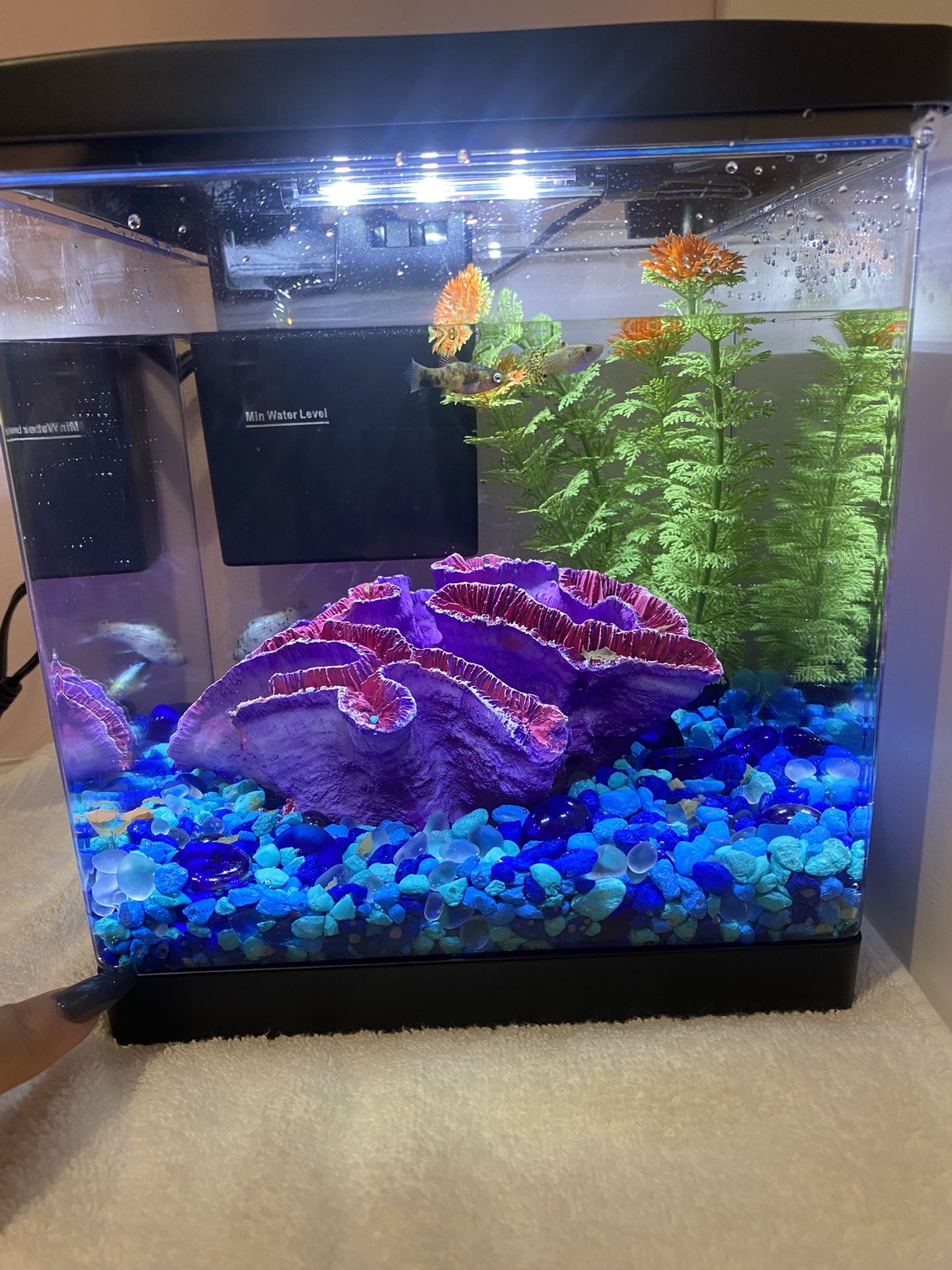 Fish Tank