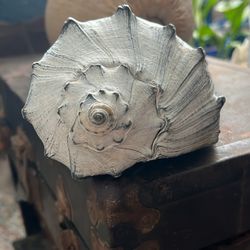 8” Knobbed Whelk Seashell With Beautiful coloring 