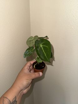Anthurium Clarinervium