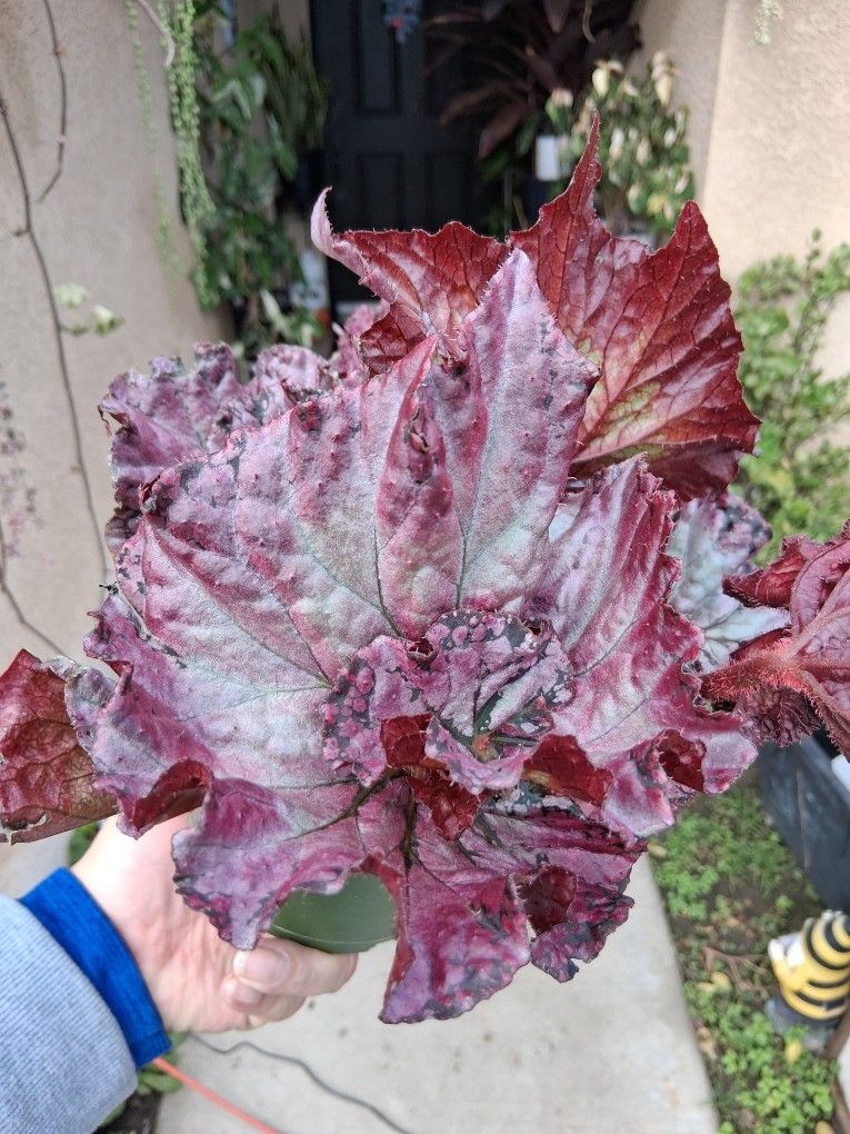 Rex Begonia "Raspberry Crush " Plant $35