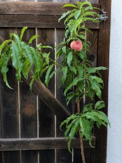 Galaxy Donut UFO Bagel Peach Grafted Fruit Live Tree 5 Gallon Pot Thick Trunk
