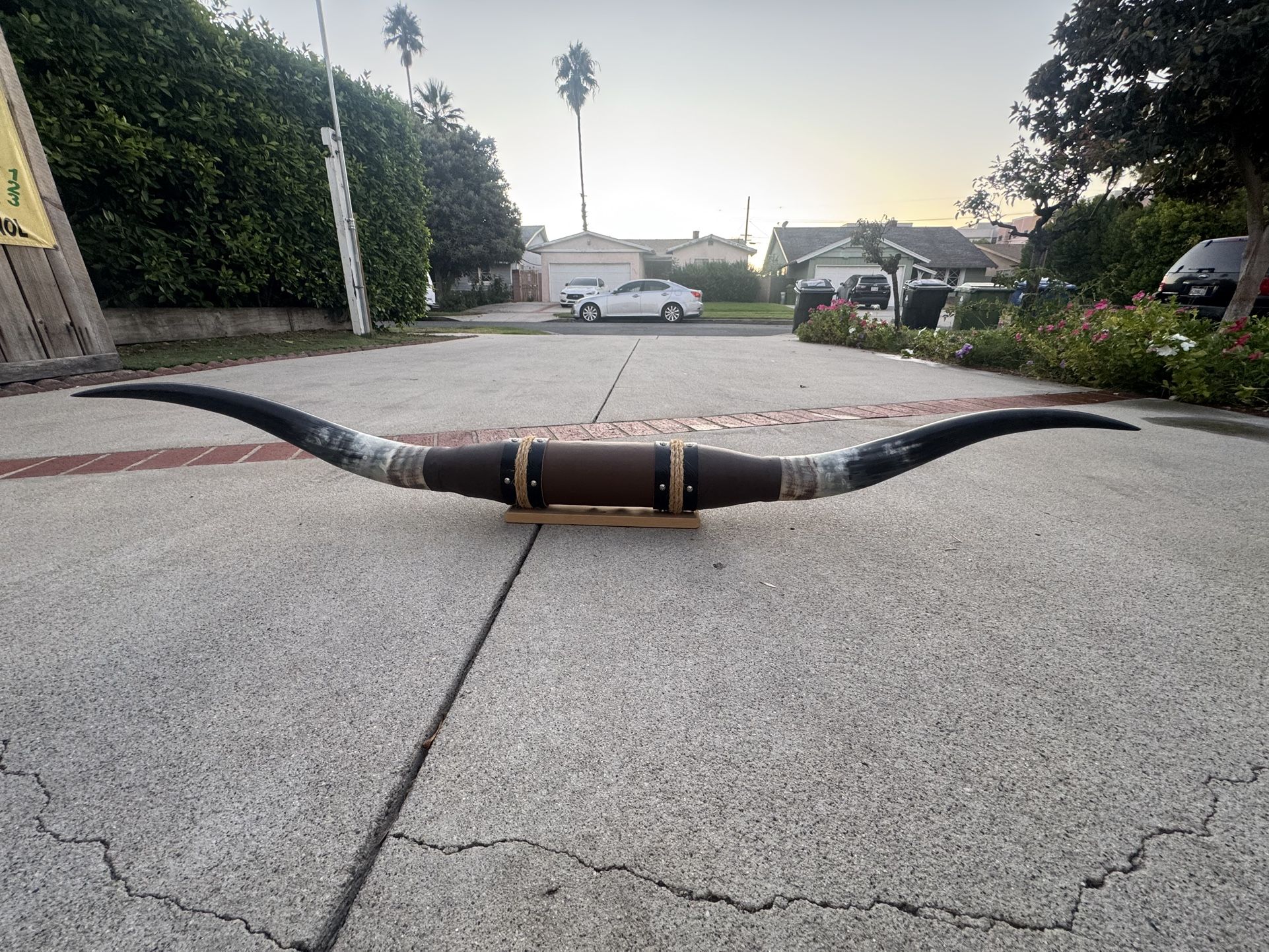 Texas Longhorn Steer Horn