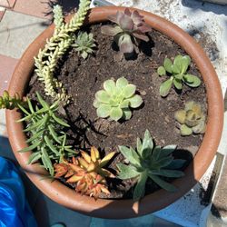 Plants