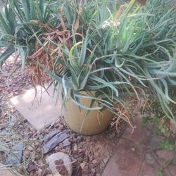 Flower Pot