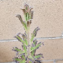 Mother of Thousands Or Mexican Hat Plant Routed Baby Plans Succulent Native To Madagascar. 