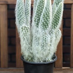 Ghost Cactus / Opuntia Snow 