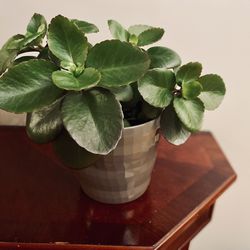 Plant In Ceramic Pot. Help To Deliver