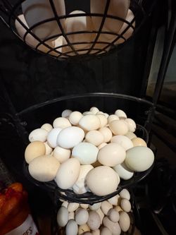 Chicken Eggs