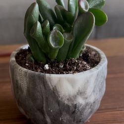 Small Jade Plant