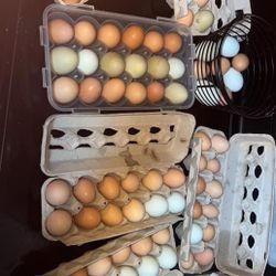 Fresh Free Rang Eggs 