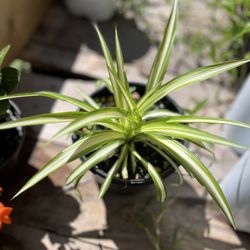 Love tie/Bad mother (Chlorophytum comosum).