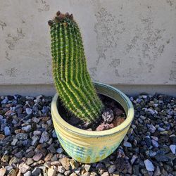  Cactus And 1 Fire Plant