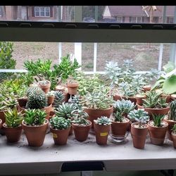 2 Fluorescent Lamps Grow Lighting System 6500K 7" Wide Reflector