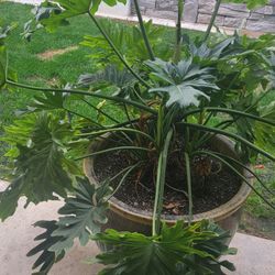 Philodendron Plant 