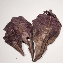 Almond leaves good for improving water quality and good food for Shrimp & Fish   Aquariums 